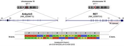 Case report: First evidence of impressive efficacy of modulated dose selpercatinib in a young Caucasian with ANK3-RET fusion-positive NSCLC